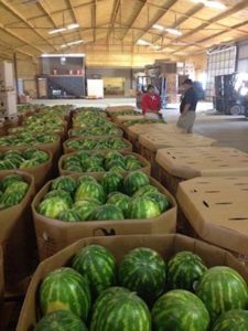 mandujano brothers produce watermelons